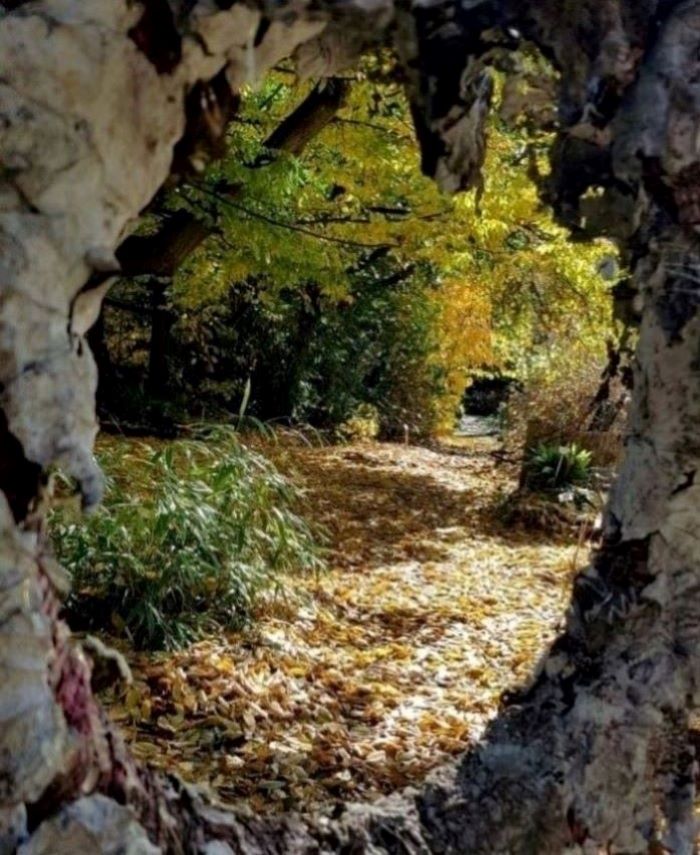 photogaphie de la nature