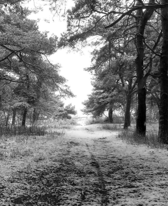 photographie d'arbres en hiver
